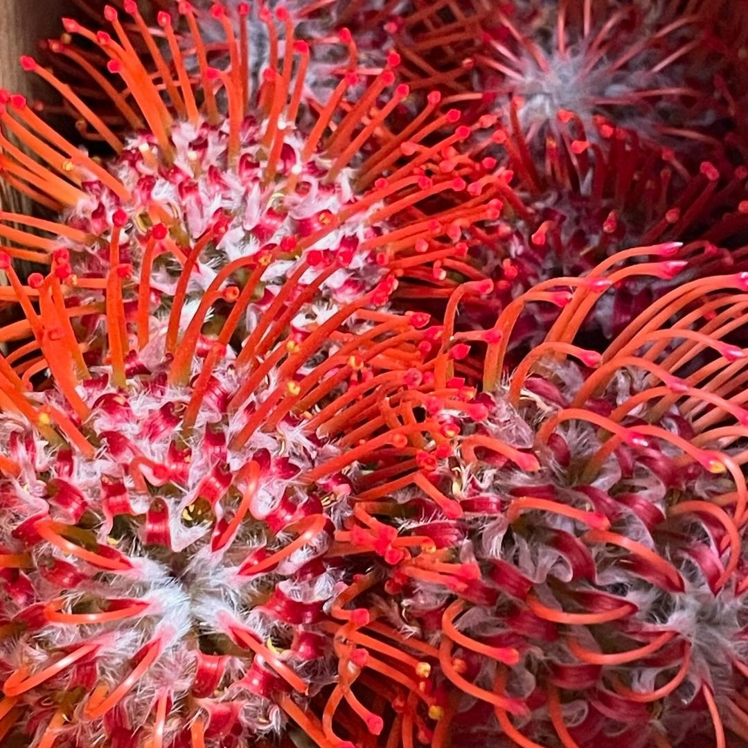 Leucospermum 'Amaretto' (Pincushion Protea) S003