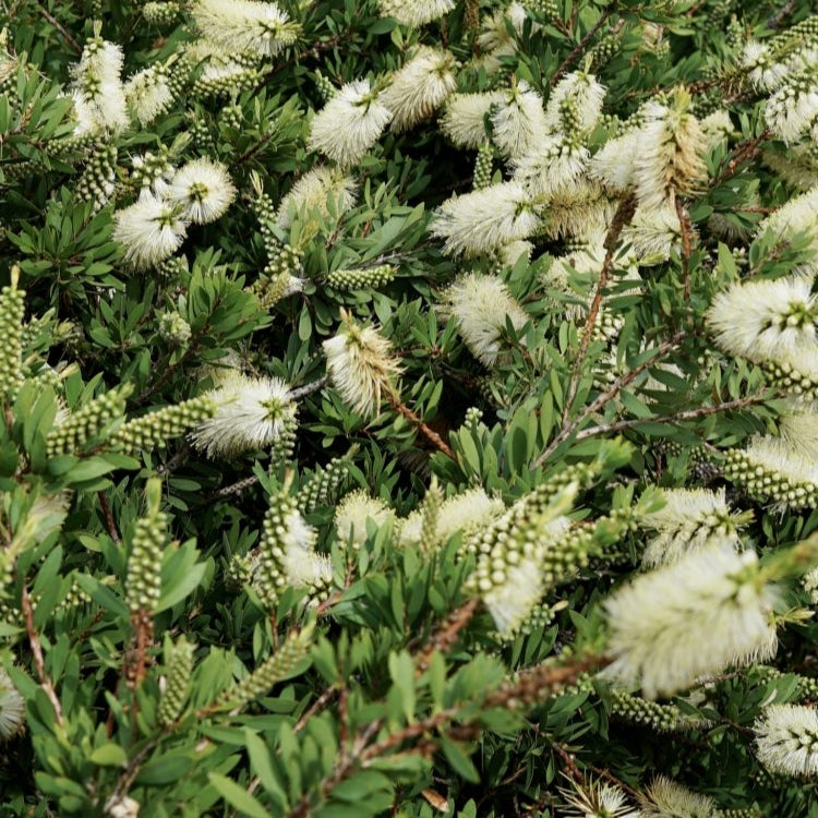 Callistemon 'White Anzac' (Bottlebrush) Pikirangi