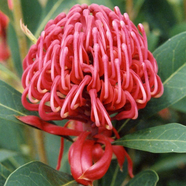 Telopea speciosissima 'Burgundy' (Waratah) Pikirangi