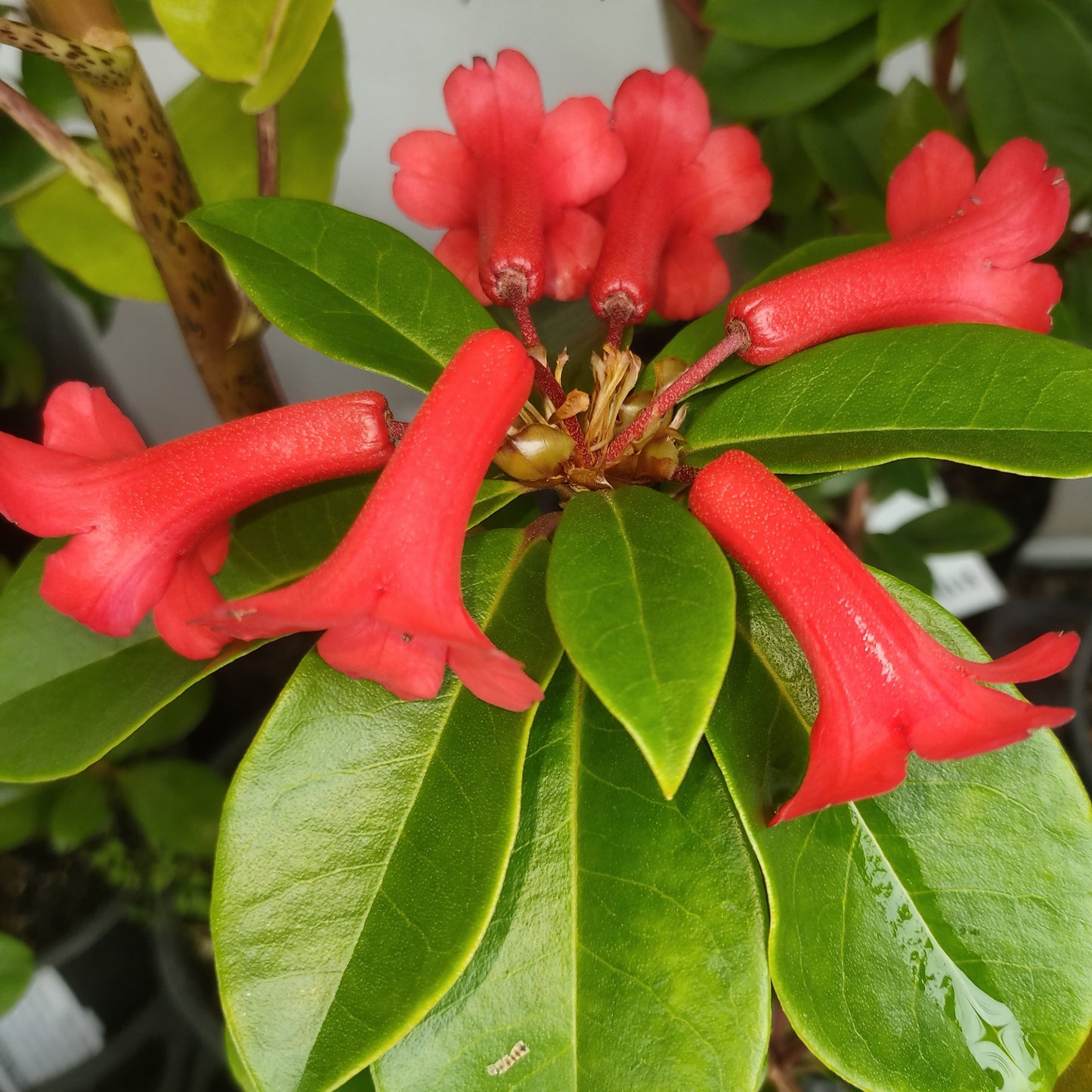 Rhododendron 'Fire Mountain' (Vireya) S007