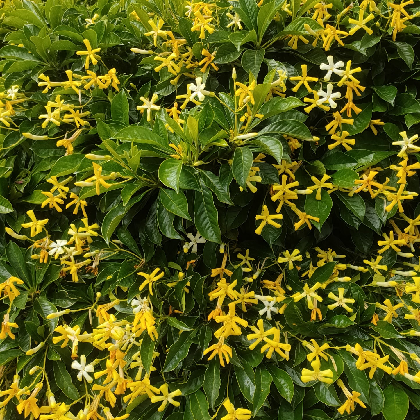 Hymenosporum flavum 'Golden Nugget' (Dwarf Australian Frangipani)