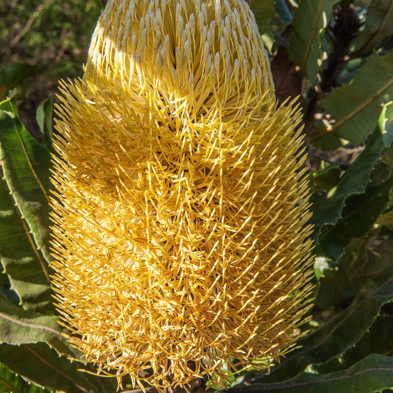 Banksia menziesii (Firewood Banksia) S006