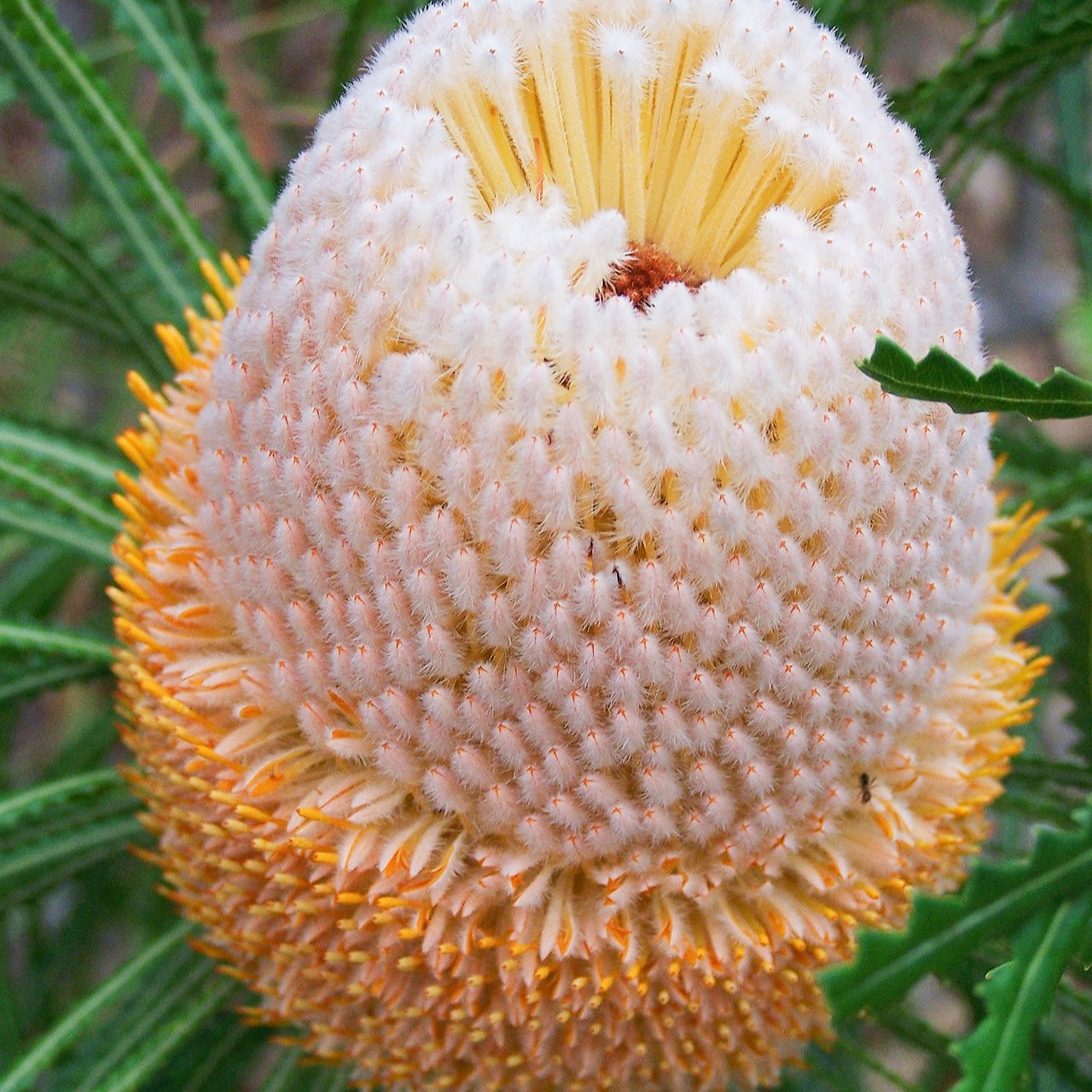 Banksia hookeriana (Hooker's Banksia)