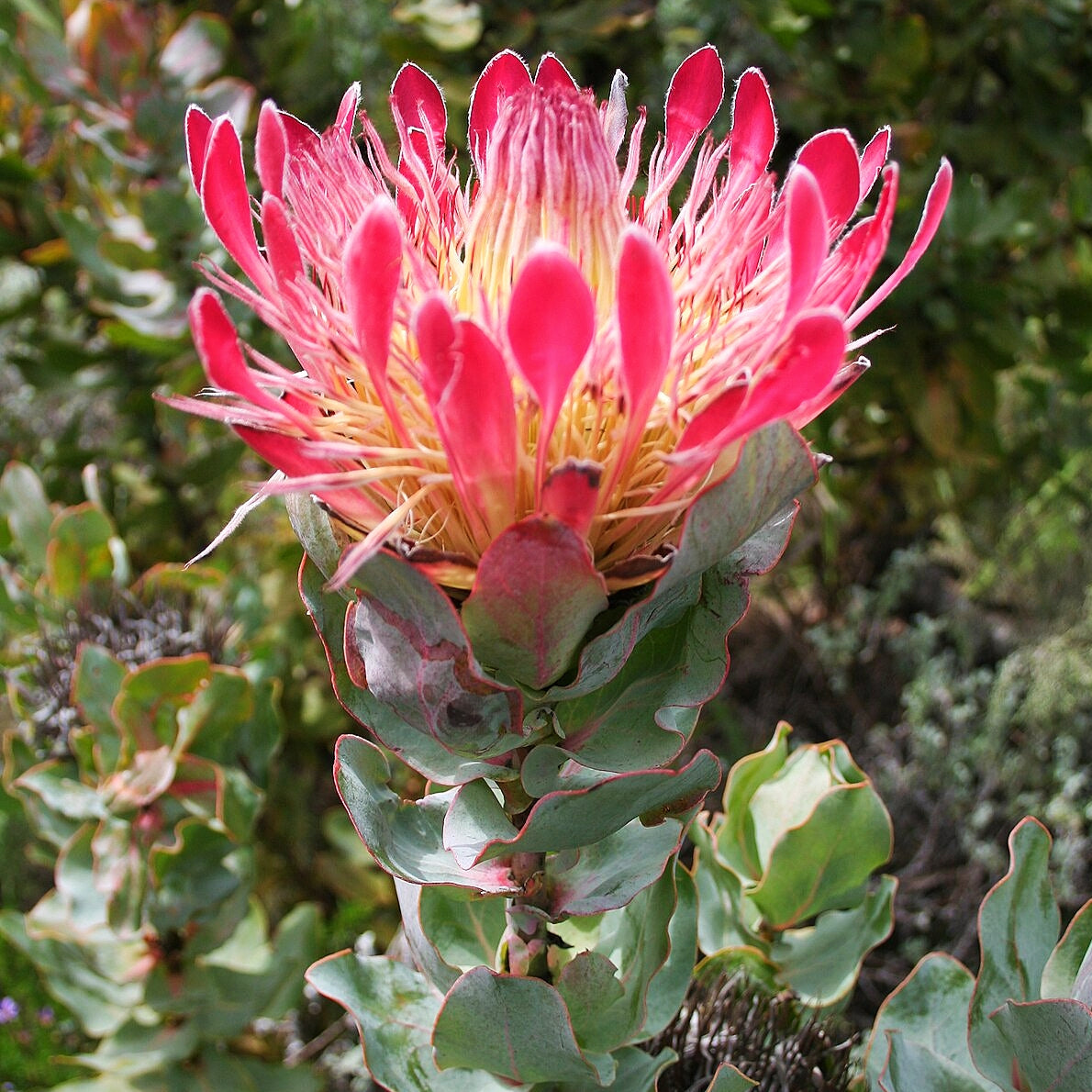 Protea eximia (Broad-leaved Sugarbush) Pikirangi