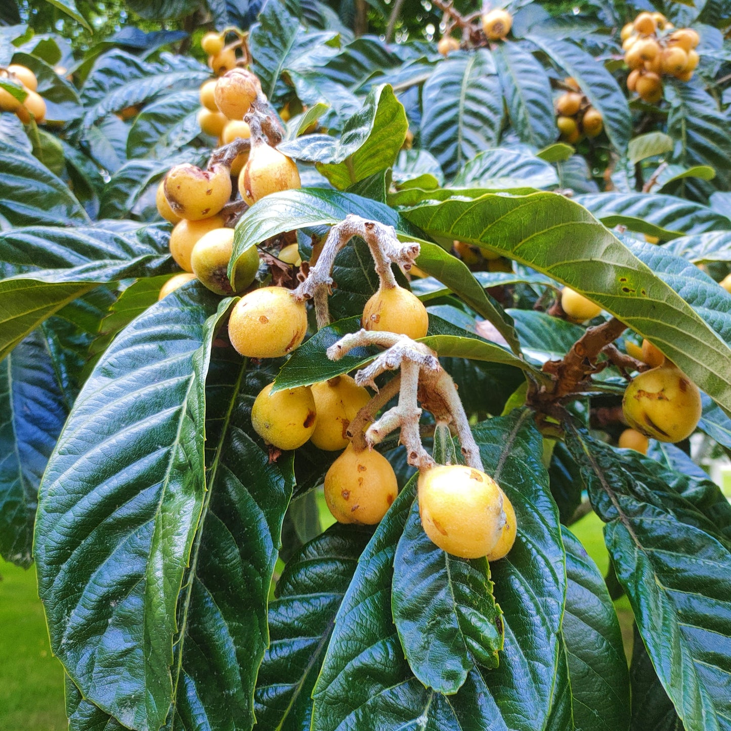Eriobotrya japonica 'Rarahi' (Japanese Loquat) Pikirangi