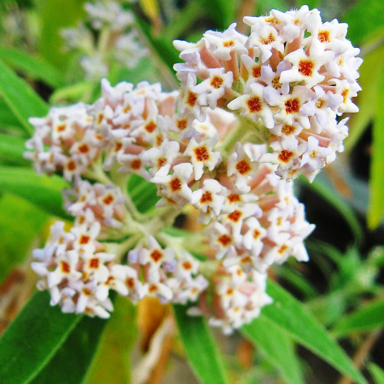 Buddleja salviifolia (Sage Bush) Pikirangi Online Garden Centre