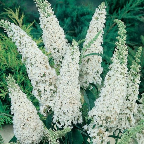 Buddleja davidii 'White Bouquet' (White Butterfly Bush)