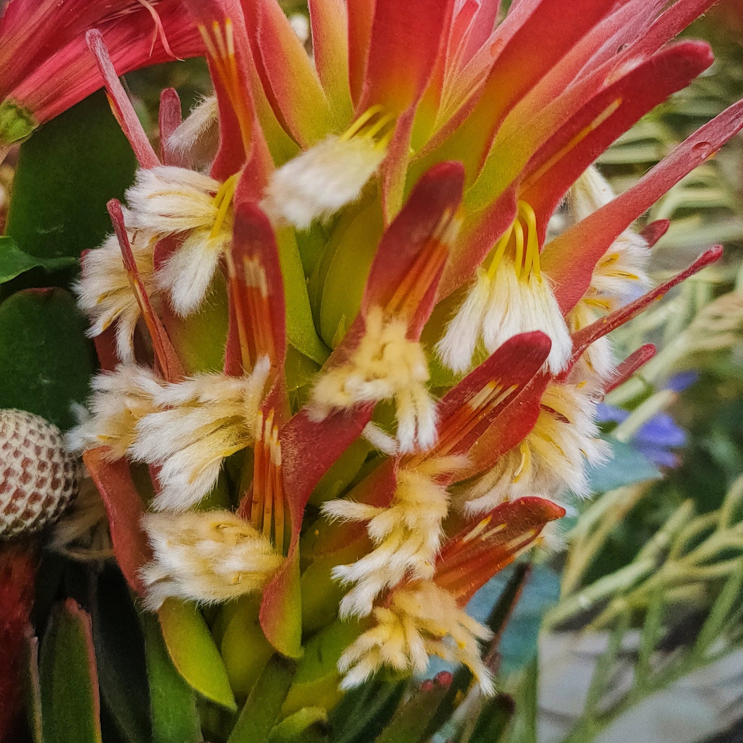 Mimetes cucullatus (Common Pagoda) Pikirangi Online Garden Centre