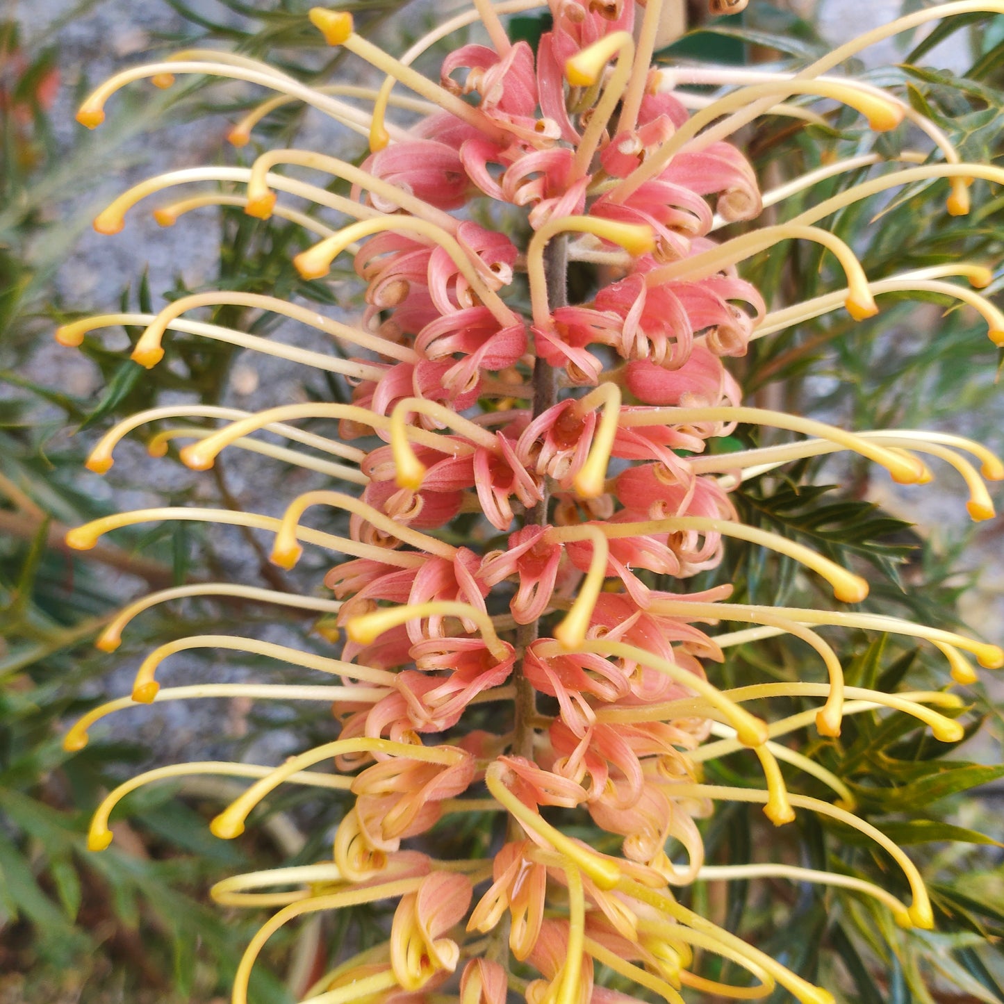 Grevillea 'Cream Passion' (Spider Flower)