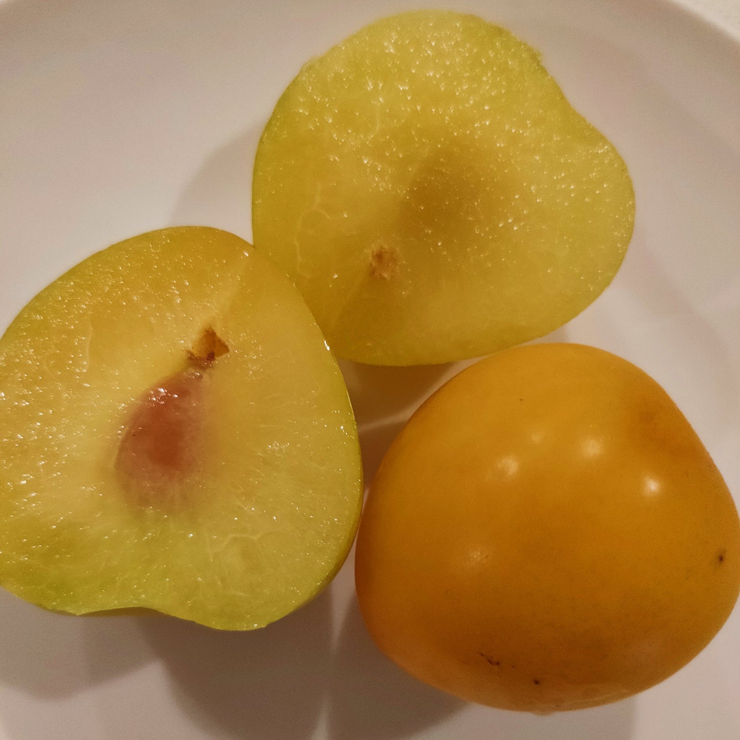 Prunus salicina 'Shiro' (Japanese Plum) Pikirangi