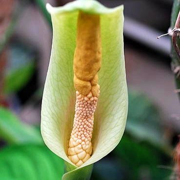 Amorphophallus albus (White Voodoo Lily) Pikirangi