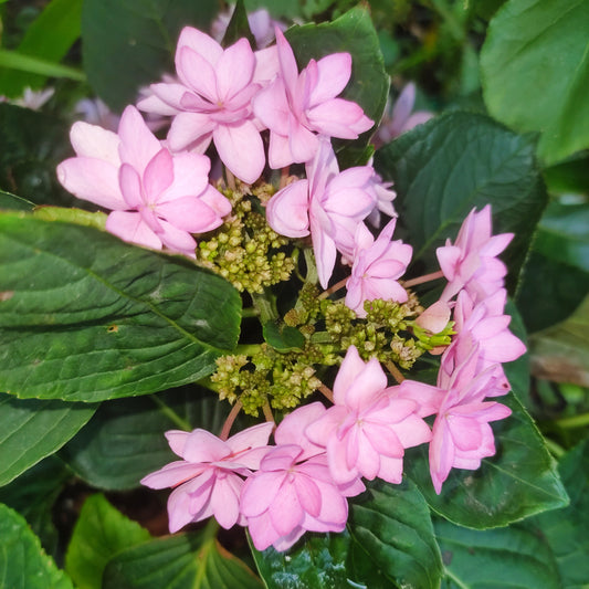 Hydrangea macrophylla YOUMEβ’ 'Romance'
