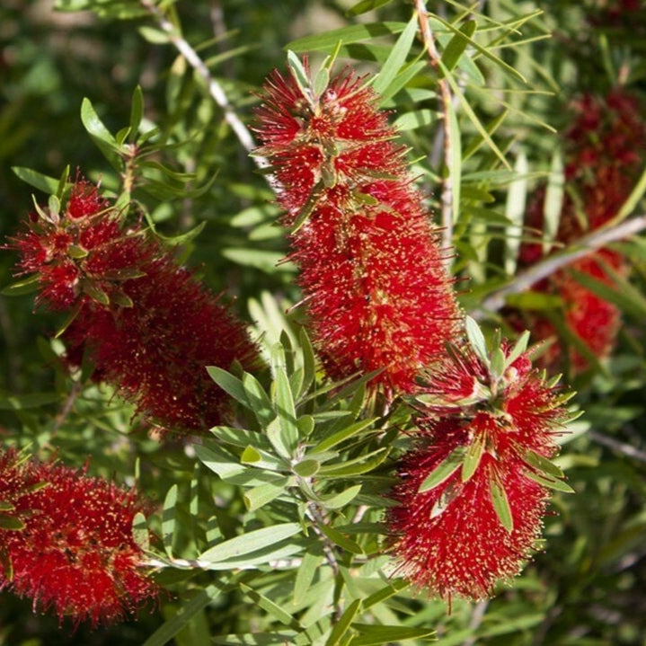 Callistemon citrinus 'Red Cluster' (Bottlebrush) Pikirangi