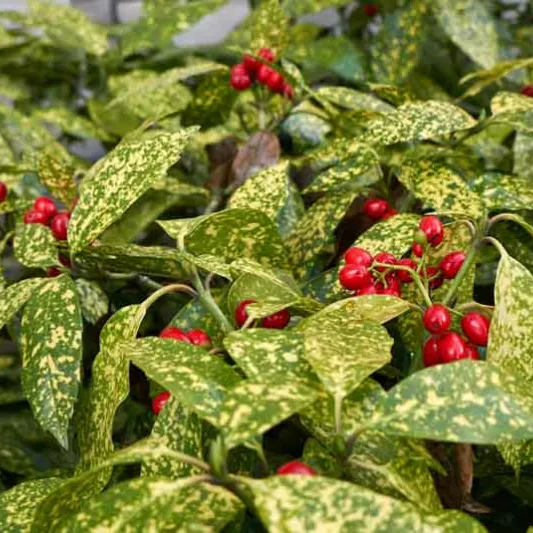 Aucuba japonica 'Jungle Girl' (Japanese Laurel) Pikirangi Online Garden Centre