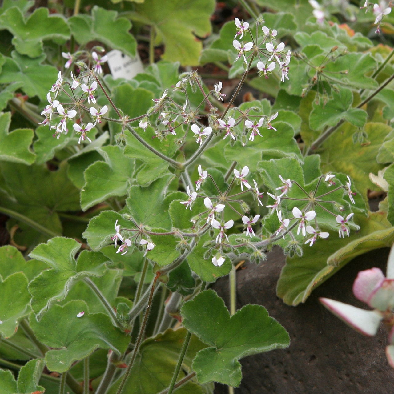 Pelargonium tomentosum (Peppermint Geranium)