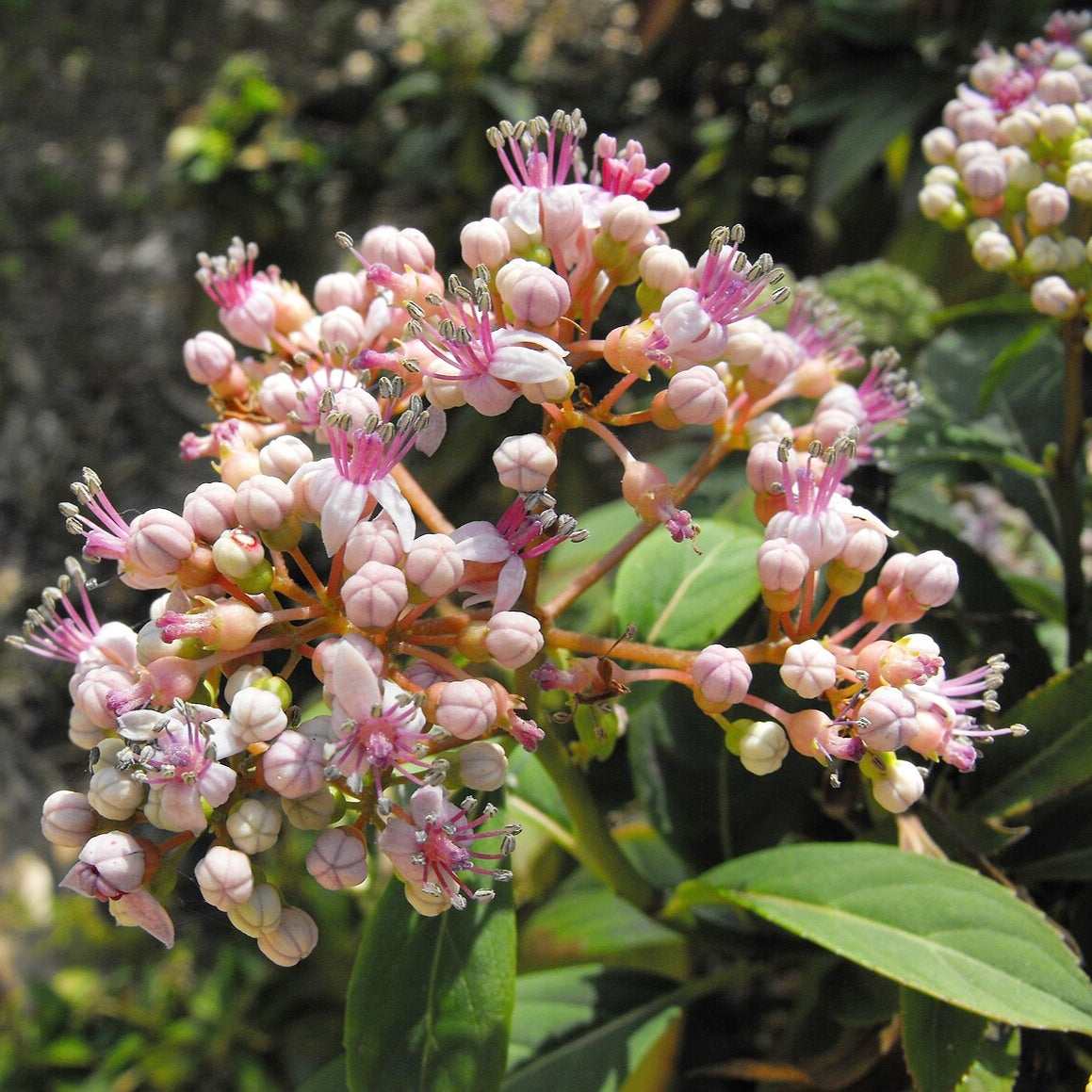 Dichroa versicolor (Evergreen Hydrangea) Pikirangi Online Garden Centre