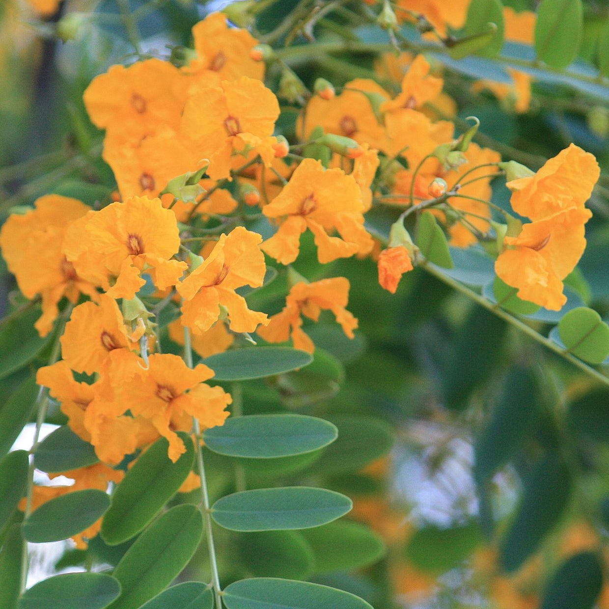 Tipuana tipu (Rosewood) Pikirangi Online Garden Centre