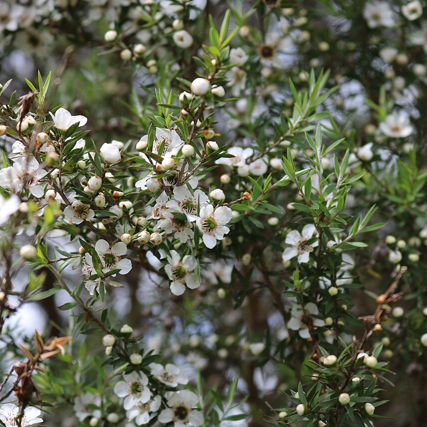 Leptospermum scoparium (Mānuka) Pikirangi