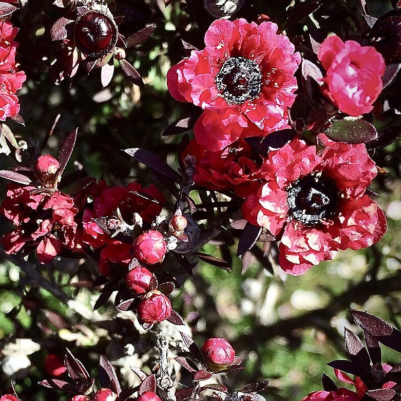 Leptospermum scoparium 'Wiri Joan' (Mānuka) Pikirangi