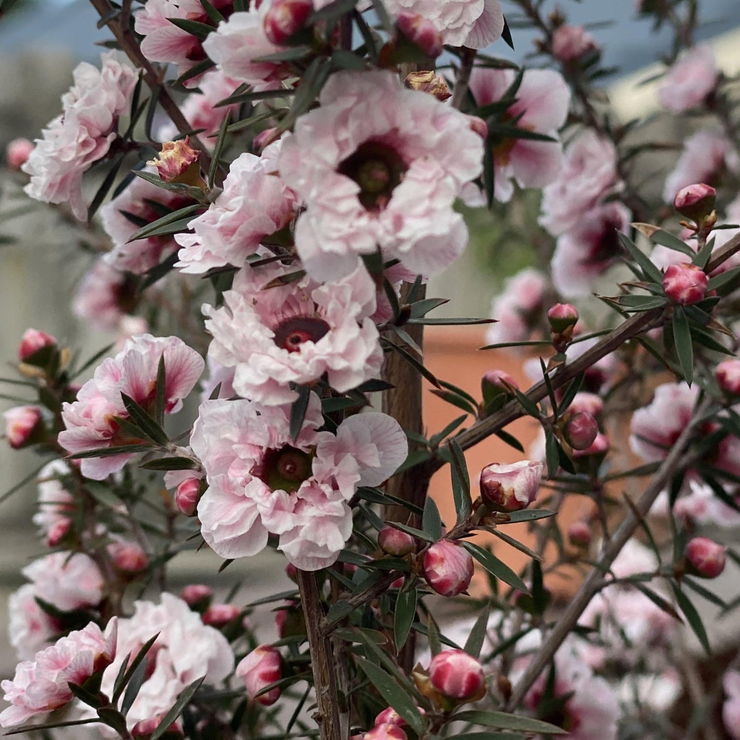 Leptospermum scoparium 'Blossom' (Mānuka) Pikirangi