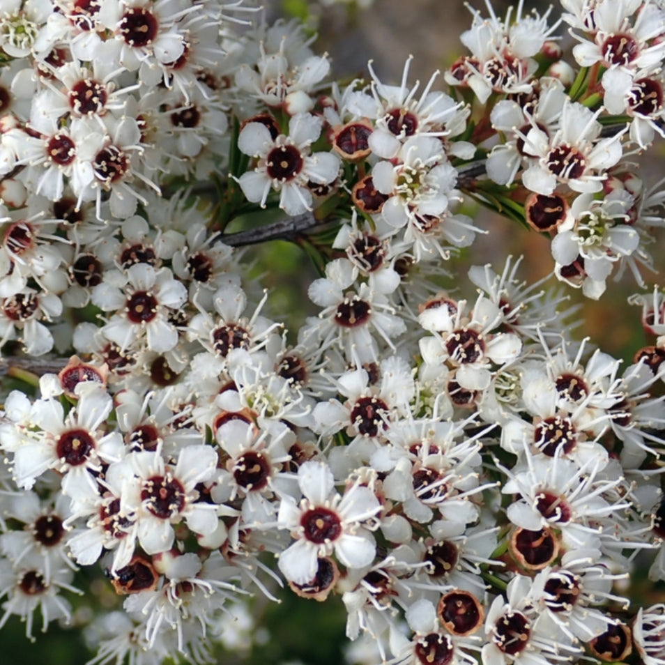 Kunzea ericoides (Kānuka) Pikirangi