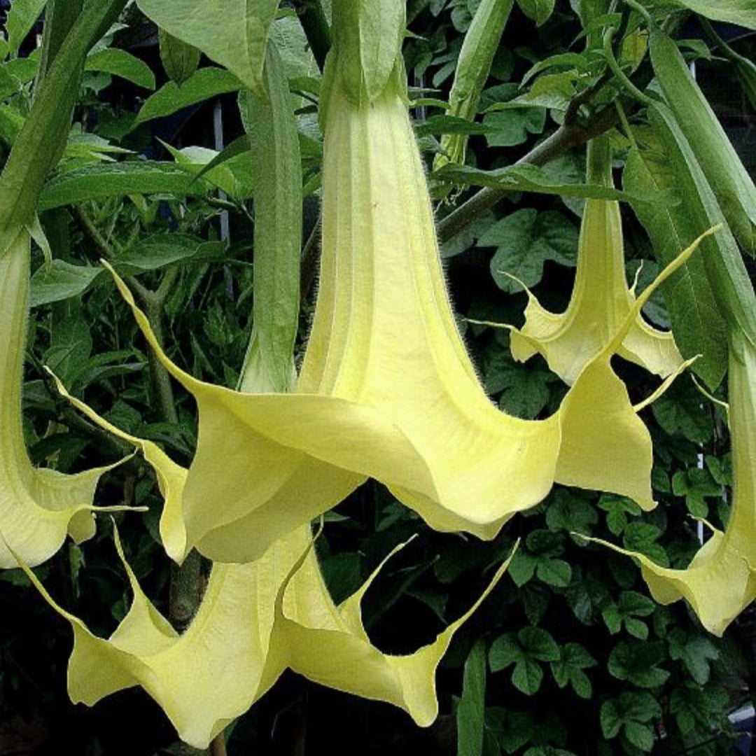 Brugmansia x candida 'Gold' (Angel's Trumpet) S011