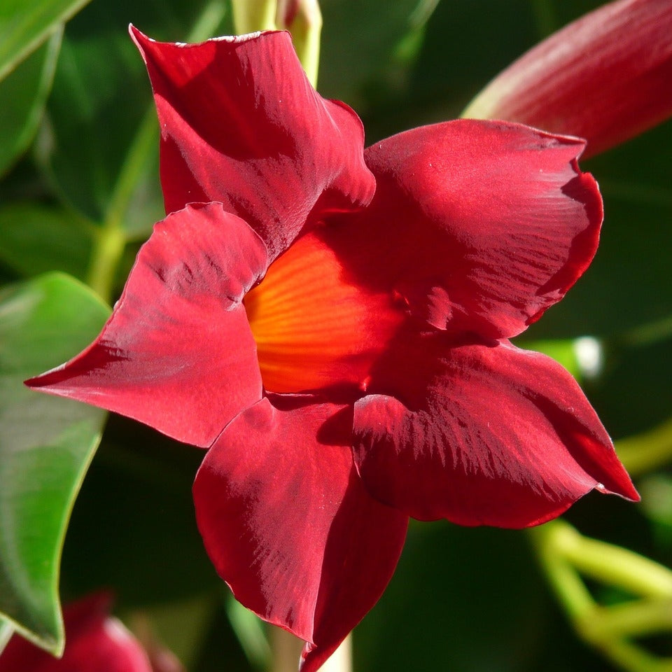 Mandevilla 'Ruby Red' (Rock Trumpet) Pikirangi Online Garden Centre