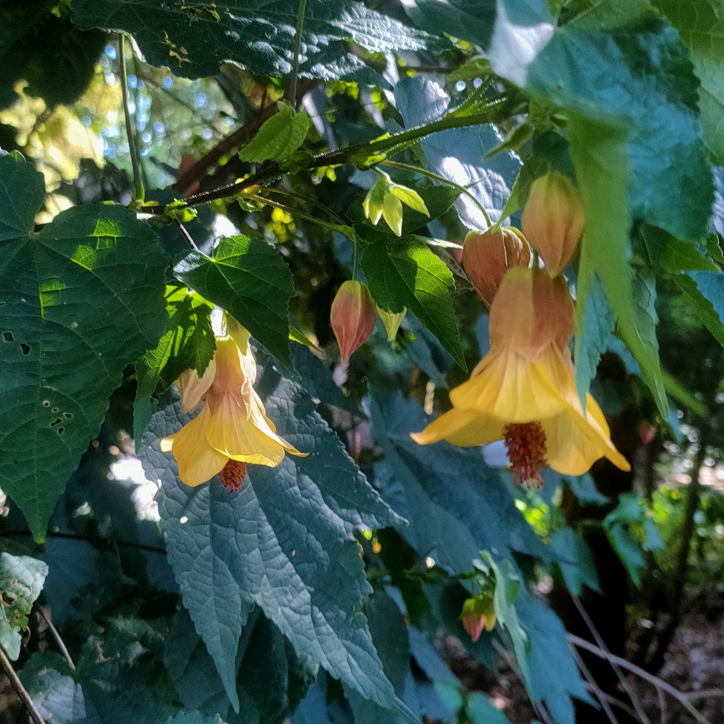 Callianthe megapotamicum 'Kentish Belle' (Trailing Abutilon)