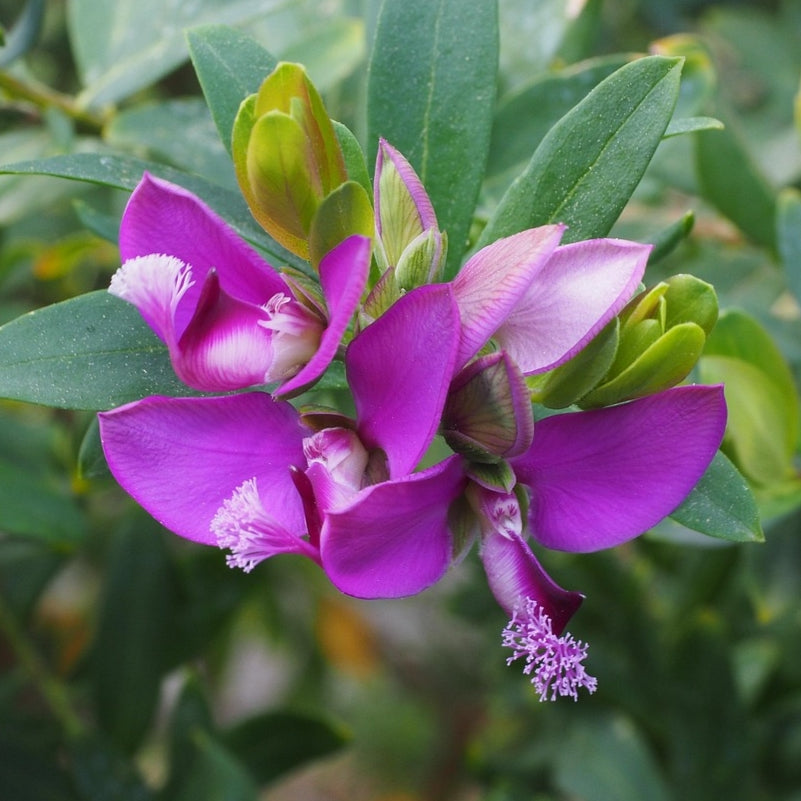 Polygala fruticosa 'Petite Butterflies' (Sweet Pea Shrub) Pikirangi Online Garden Centre