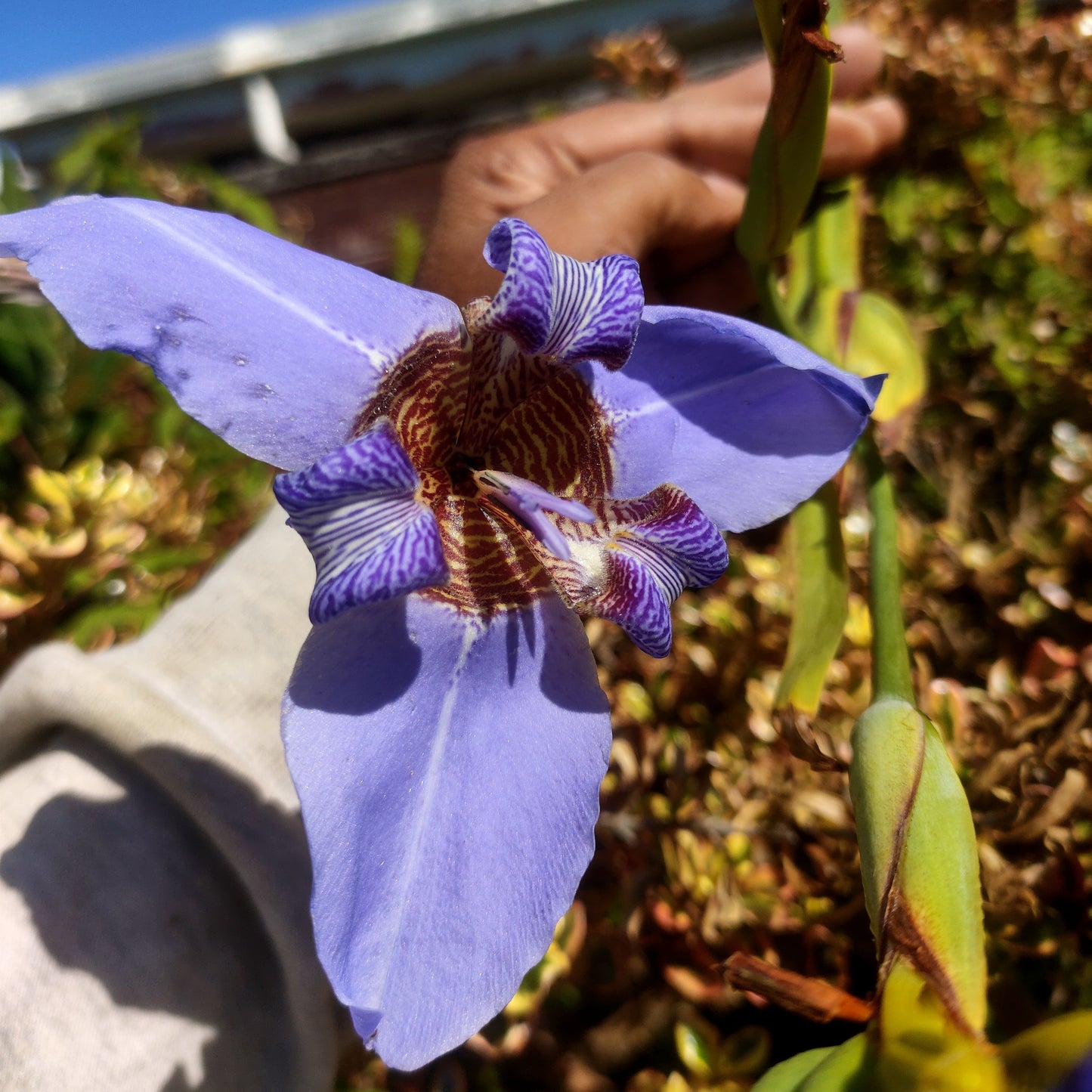 Trimezia coerulea (Walking Iris) Pikirangi