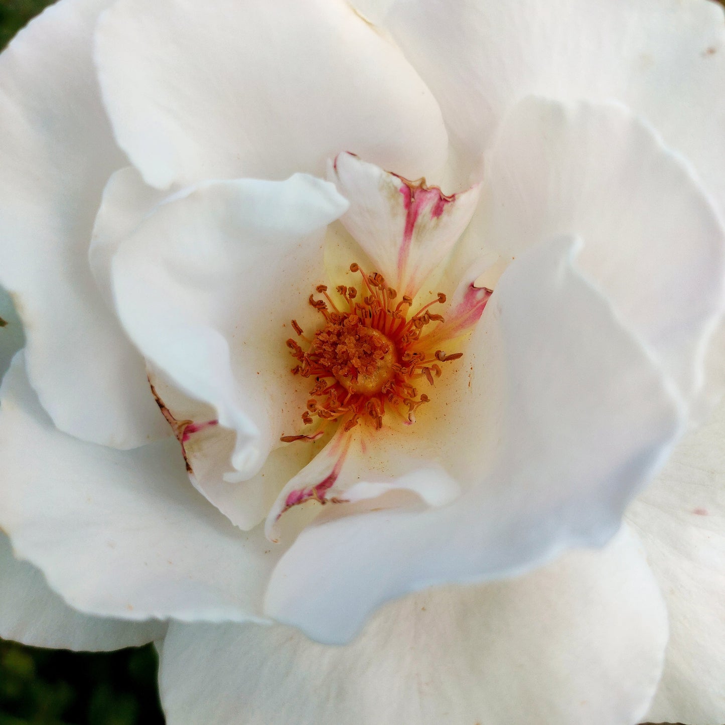 Rosa 'Margaret Merril' (Floribunda Rose) Pikirangi