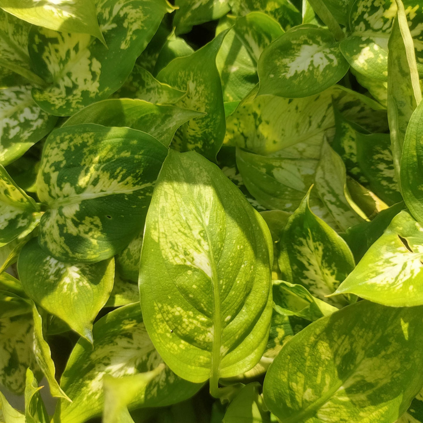 Dieffenbachia seguine 'White Edge' (Dumbcane) Pikirangi Online Garden Centre