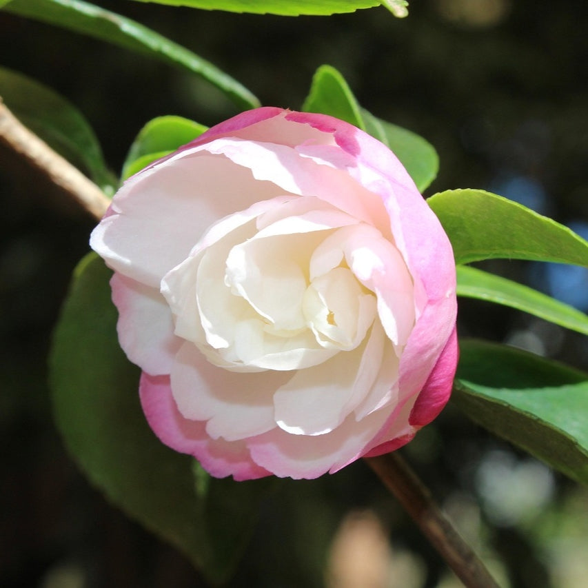 Camellia sasanqua 'Beatrice Emily' Pikirangi