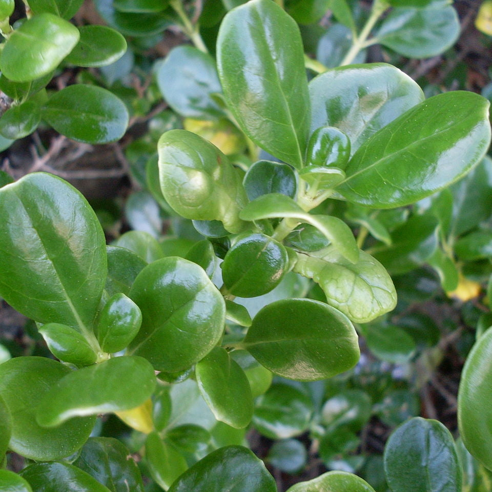 Coprosma repens (Taupata) Pikirangi