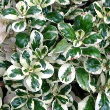 Coprosma repens 'Marble Queen' (Taupata) Pikirangi