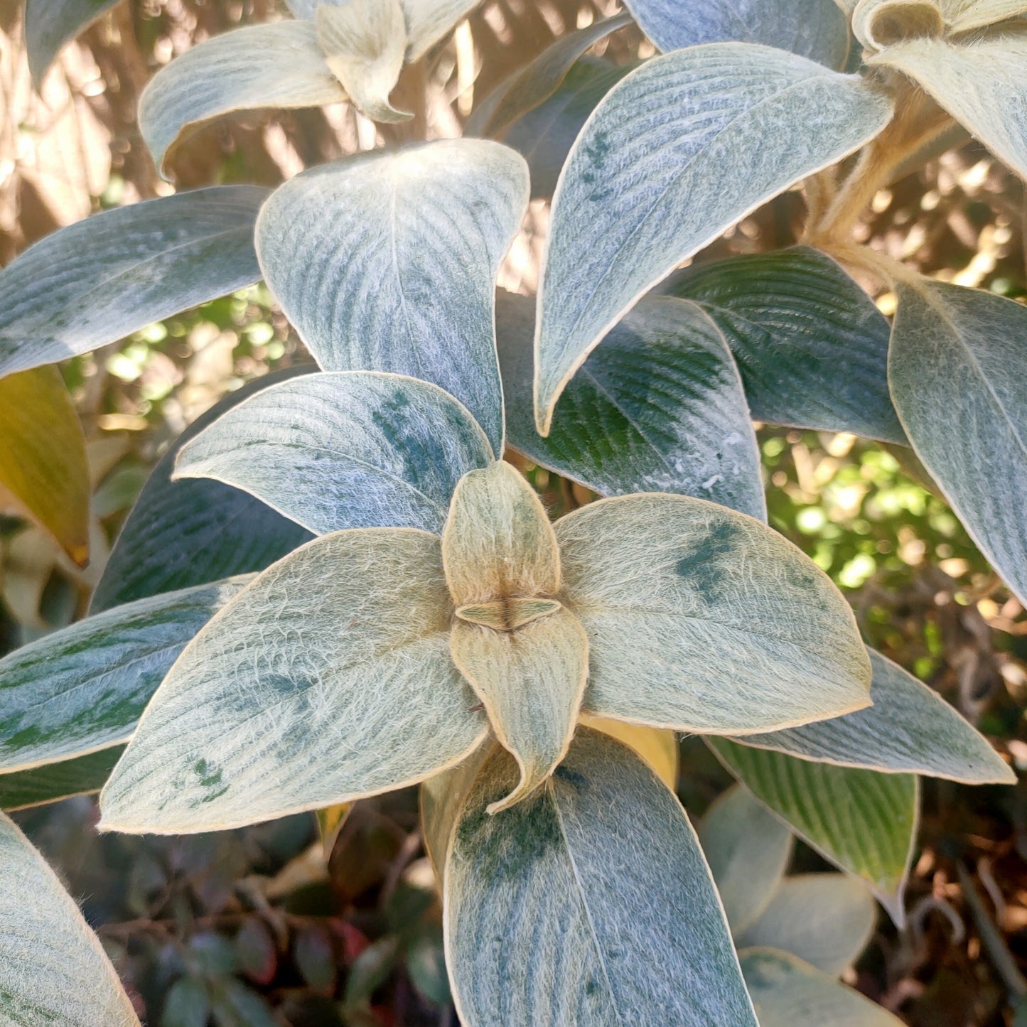Strobilanthes gossypina (Pewter Bush) Pikirangi
