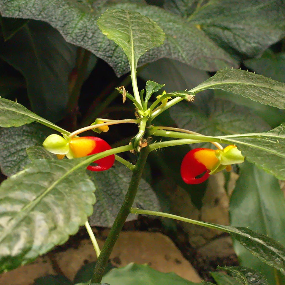 Impatiens niamniamensis (Congo Cockatoo) Pikirangi Online Garden Centre