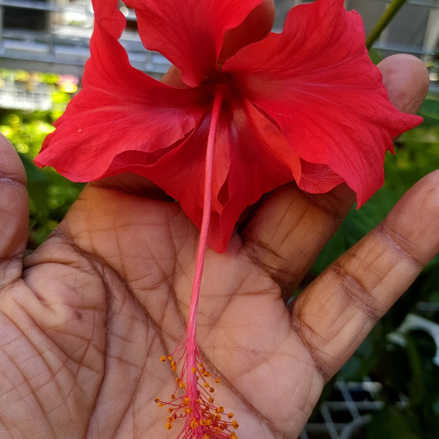Hibiscus x rosa-sinensis 'Psyche' Pikirangi