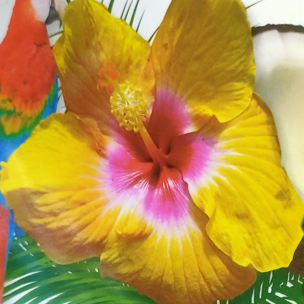 Hibiscus x rosa-sinensis 'Golden Oriole' (Hawaiian Hibiscus) Pikirangi