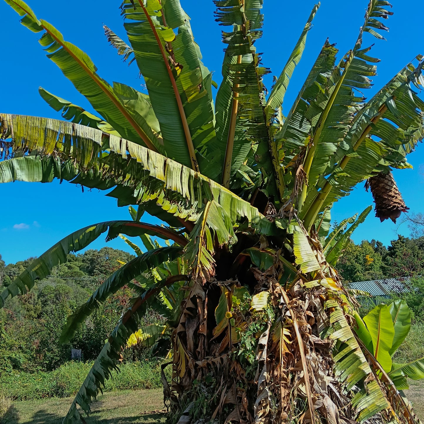 Ensete ventricosum (Ethiopian Banana, Abyssinian Banana)