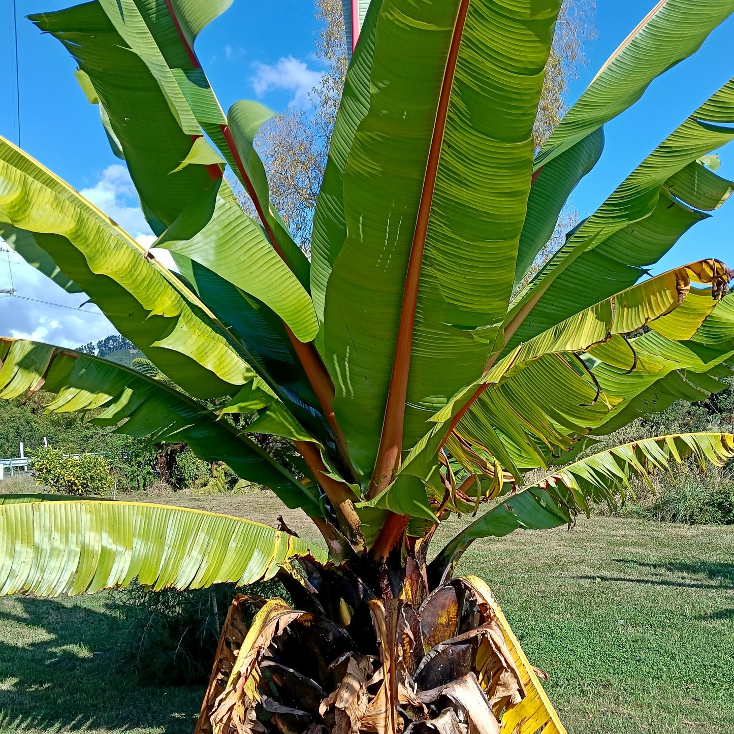 Ensete ventricosum (Ethiopian Banana, Abyssinian Banana)