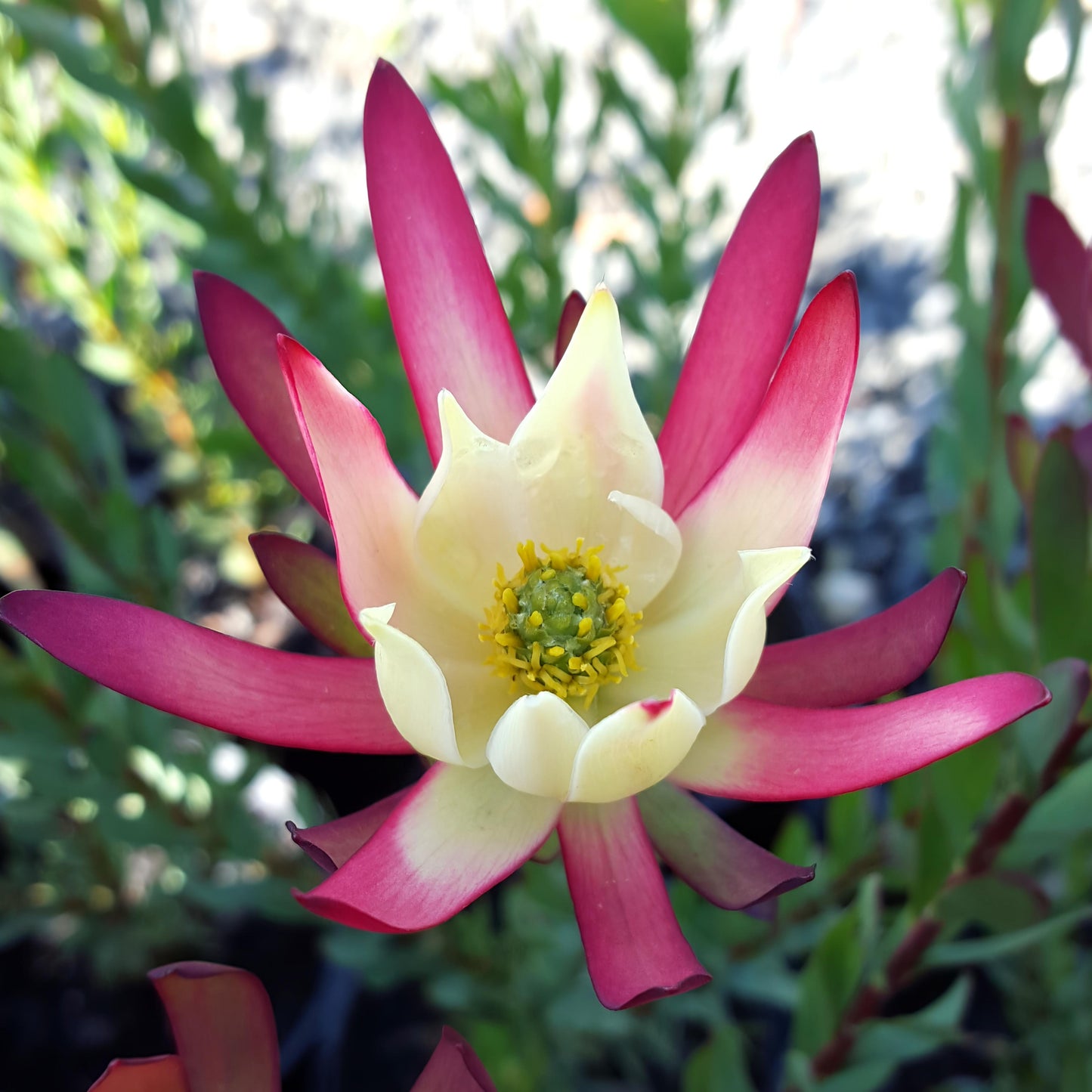 Leucadendron 'Amy' (Conebush) Pikirangi Online Garden Centre