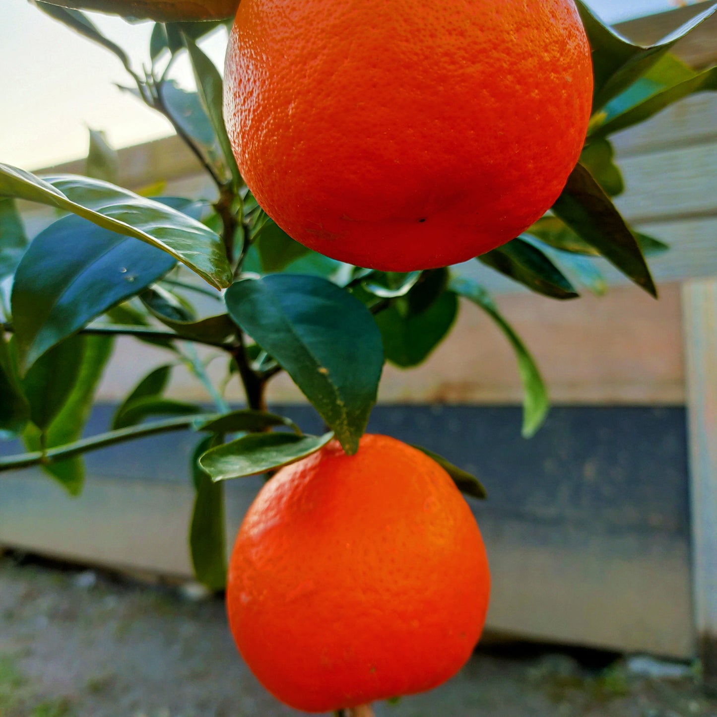 Citrus x tangelo 'Seminole' (Tangelo) Dwarf