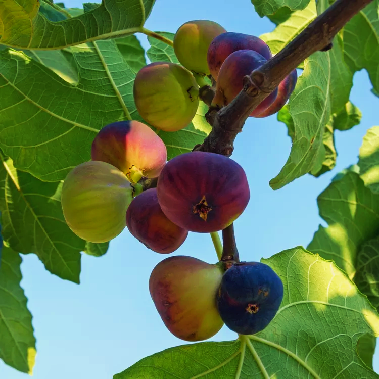 Ficus carica 'Vlassoff' (Fig) Pikirangi
