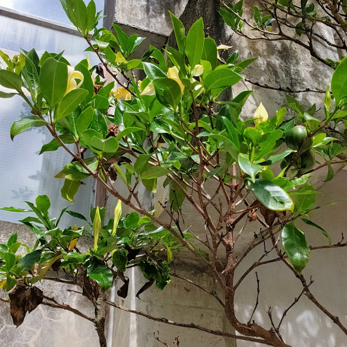 Rothmannia capensis Pikirangi