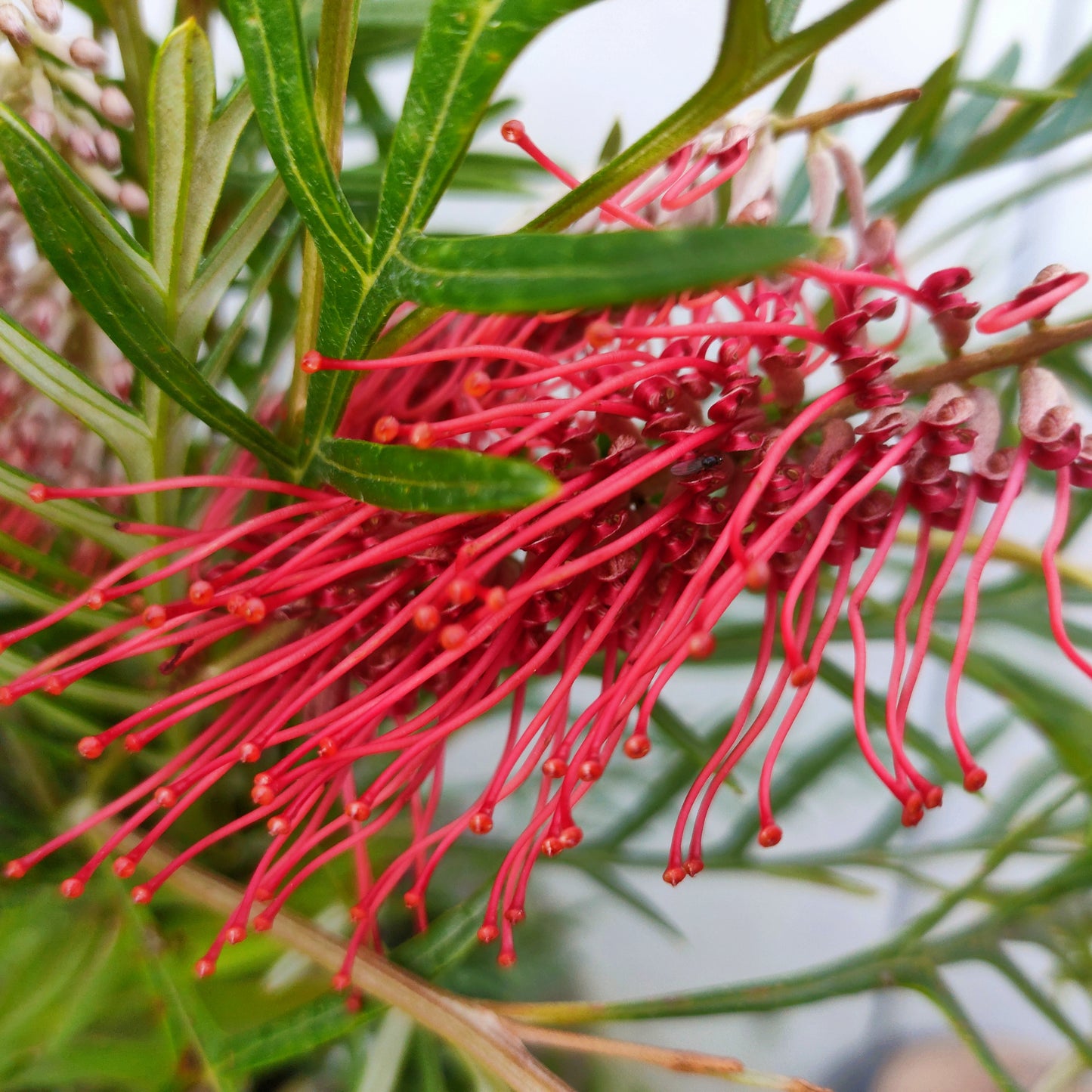 Grevillea hookeriana 'Robin Hood' (Spider Flower)