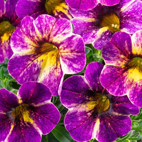 Calibrachoa Chameleon 'Blackberry Pie' S001