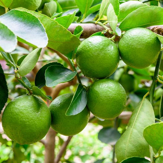 Citrus x latifolia 'Bearss' (Lime)