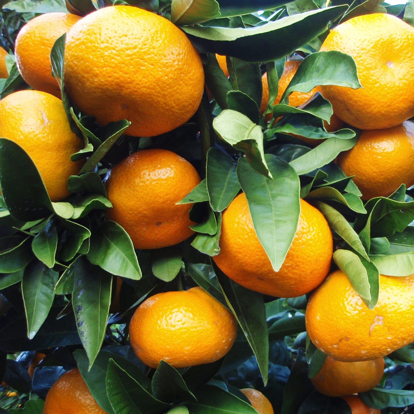Citrus unshiu 'Miyagawa' (Mandarin) S001
