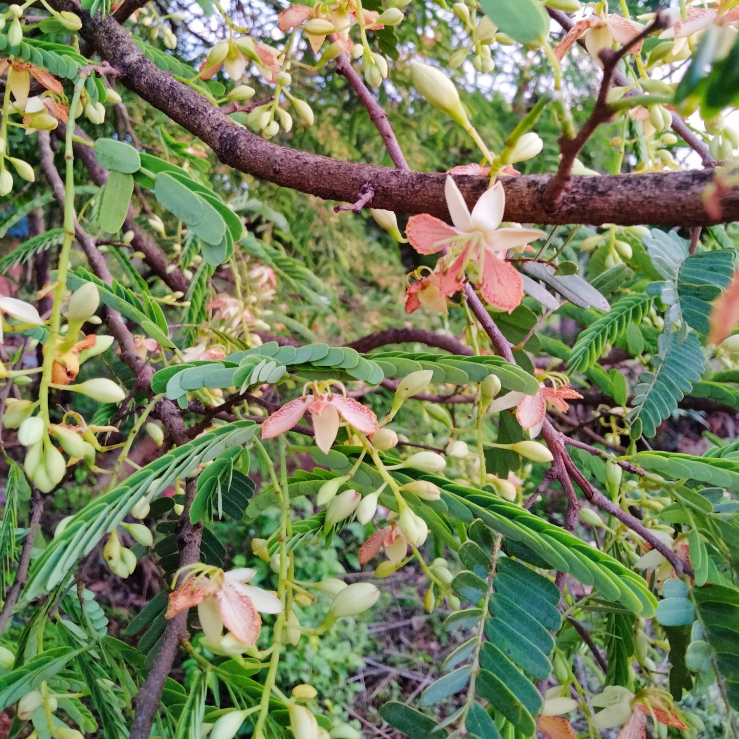 Tamarindus indica (Tamarind)